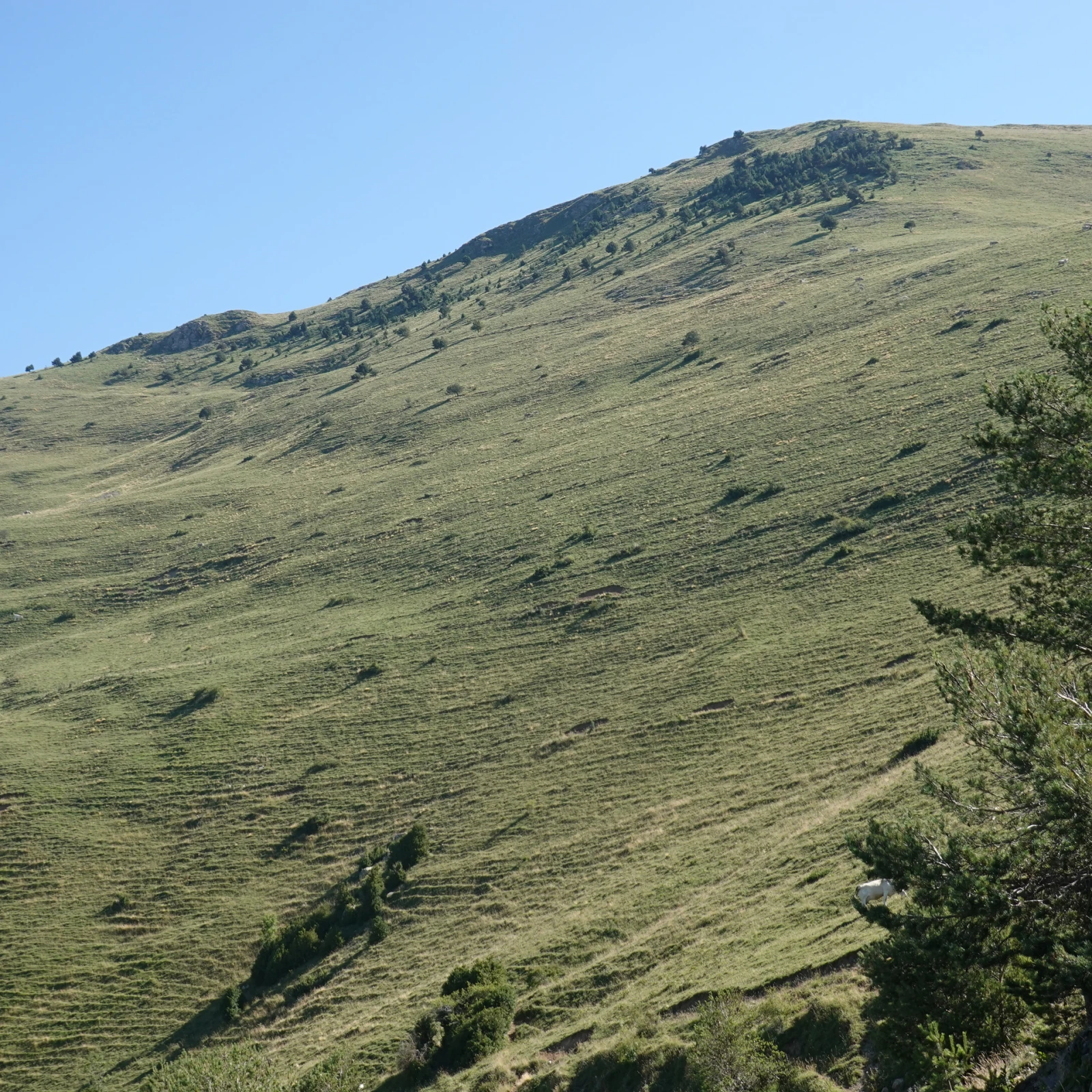 Pyrénées catalanes – recouvrance