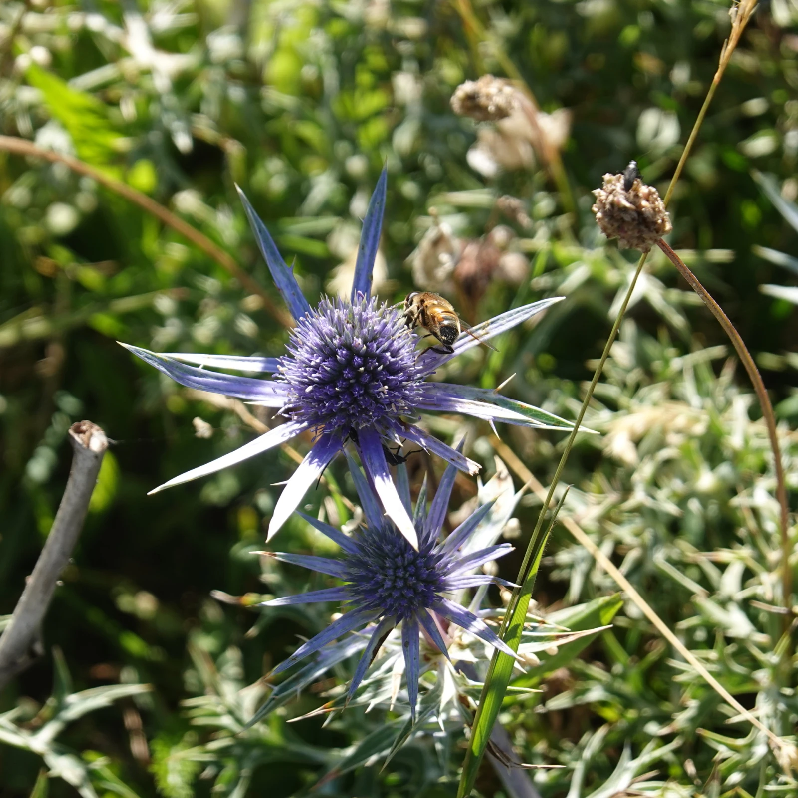 Pyrénées catalanes – recouvrance